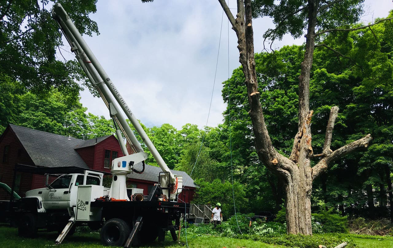 Identify & Maintain Your Trees in New Jersey Lumberjacks Tree Service LLC