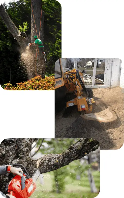 About Lumberjacks Tree Service LLC