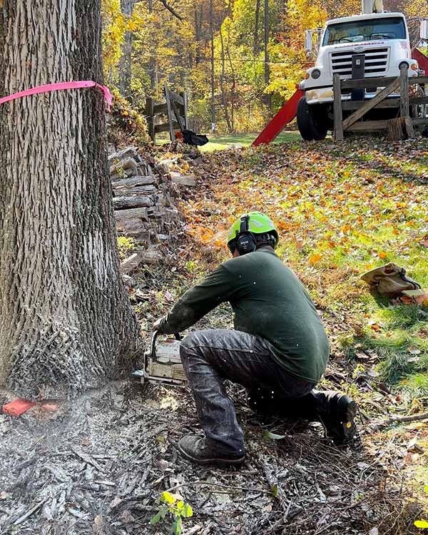 Best 1 Tree Removal Service in NJ Lumberjacks Tree Service LLC