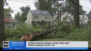 Weathering the Storm: Preparing Your Tree Care Business for NJ’s Seasons