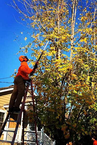 Tree Pruning service in Whitehouse Station NJ