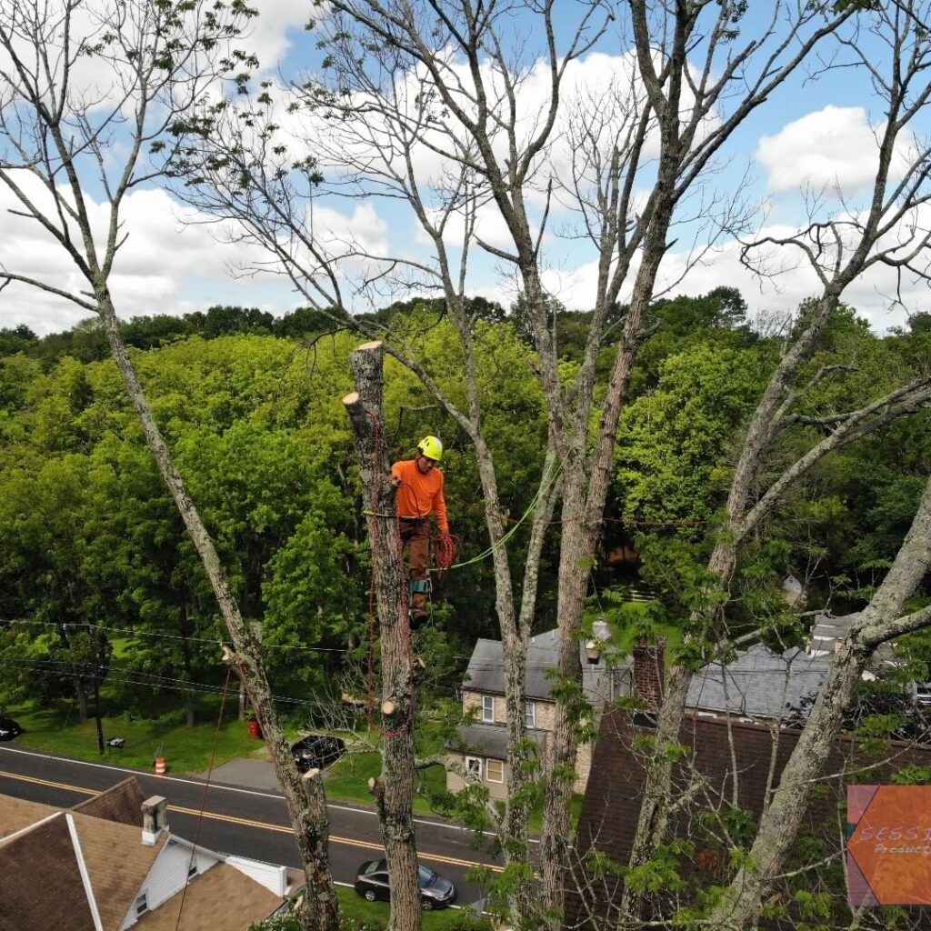 Professional Tree care service