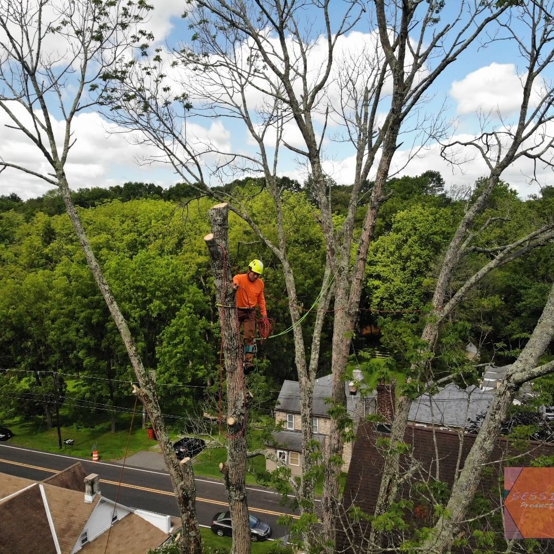 Professional Tree care service NJ