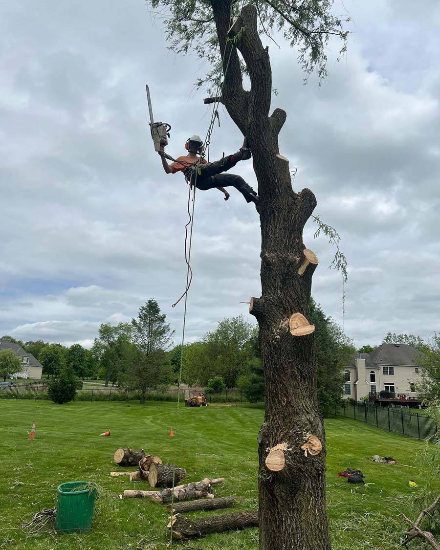 Best Tree Care Service Califon 1 NJ