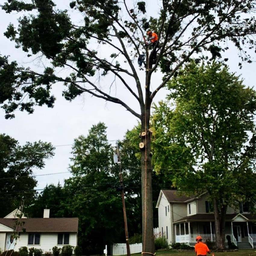Professional Tree Care Service Bridgewater 1 NJ