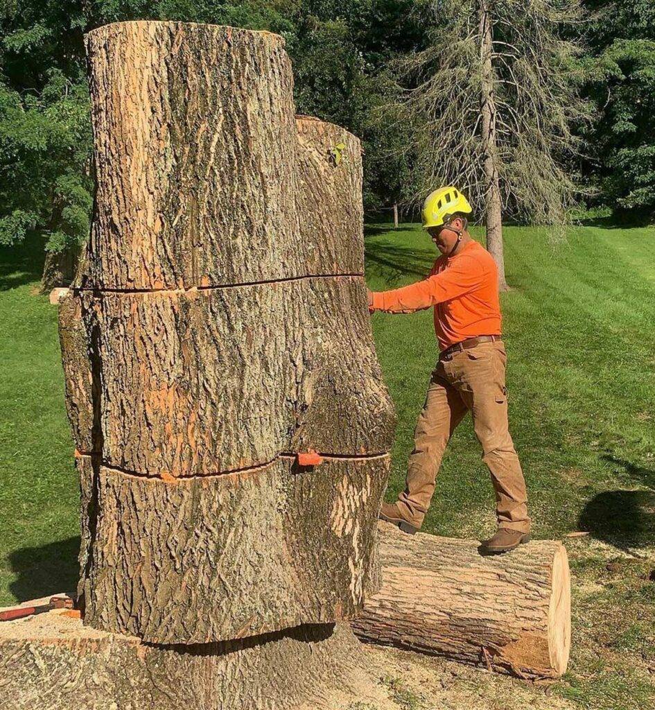 Image showcasing Professional Tree Removal NJ - #1 Best