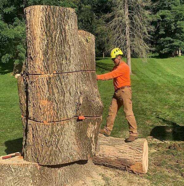 Tree Stump Remover NJ 1 Best